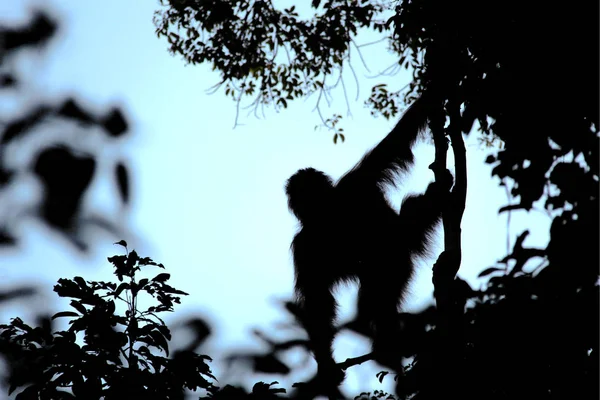 Silhouette eines Orang-Utans zwischen Bäumen und Pflanzen am Abendhimmel in Borneo, Indonesien, Südostasien. — Stockfoto