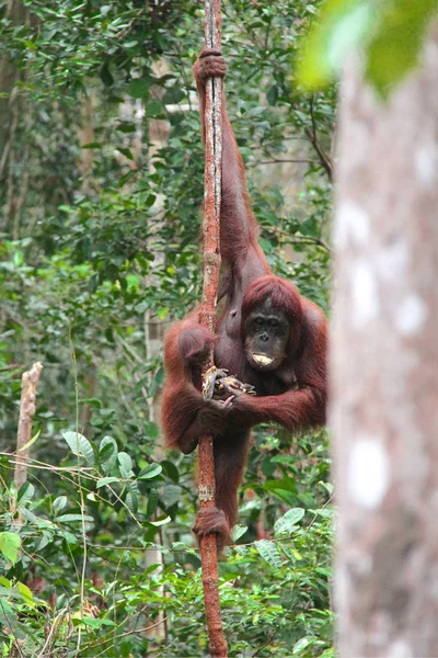 Manger Orang-Utan avec son enfant accroché à une liane verticale dans la jungle de Bornéo, Indonésie . — Photo