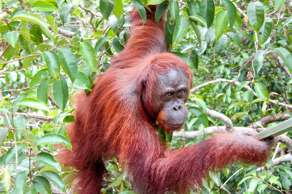 Big Orang-Utan entre les plantes vertes, les arbres et les feuilles saisissant près de la caméra à Bornéo, Indonésie . — Photo