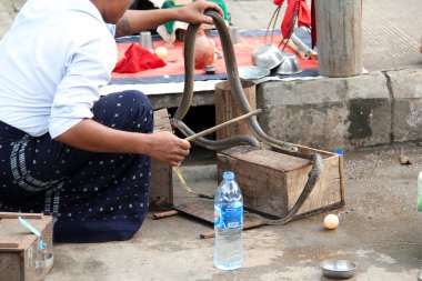 Yangon, Myanmar/Birma sokaklarında yılan oynatıcısı.
