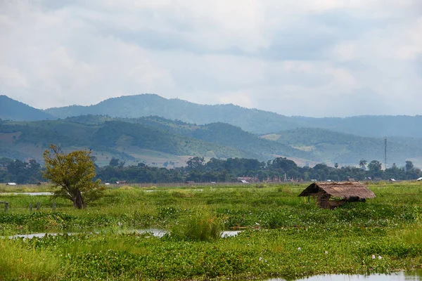 Old wooden hut and a tree with plants on Lake Inle, Myanmar / Birma . — стоковое фото