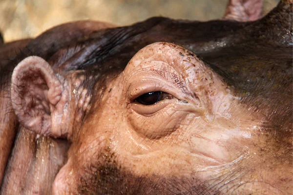 Close-up of a kind of sad face of an hippo in the Yangon Zoo in Myanmar/Birma. Stock Image