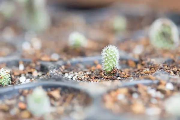 Tencerede Bebek Kaktüs