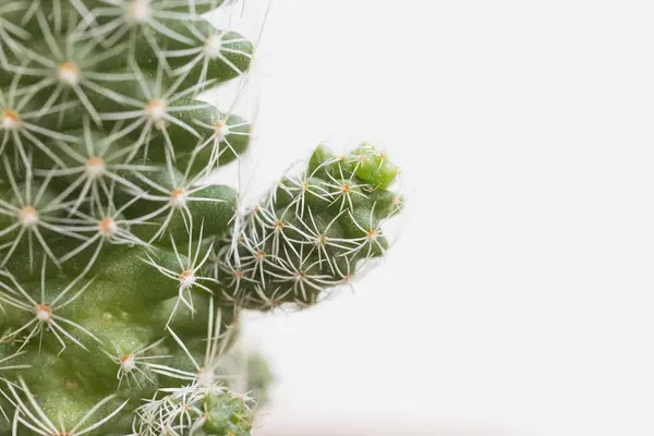 Bitki ıslahı için Bebek Kaktüs