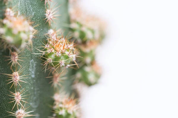 Baby cactus — Stockfoto