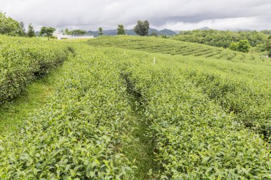 Yeşil çay çay plantasyon içinde gündüzleri bırakır..