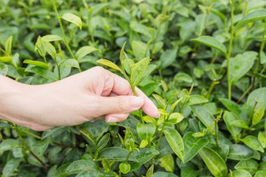 Çay yaprakları bir çay yaprağı tutan bir kadının görünümü.