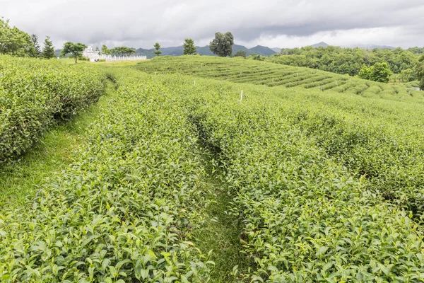 Yeşil çay çay plantasyon içinde gündüzleri bırakır..