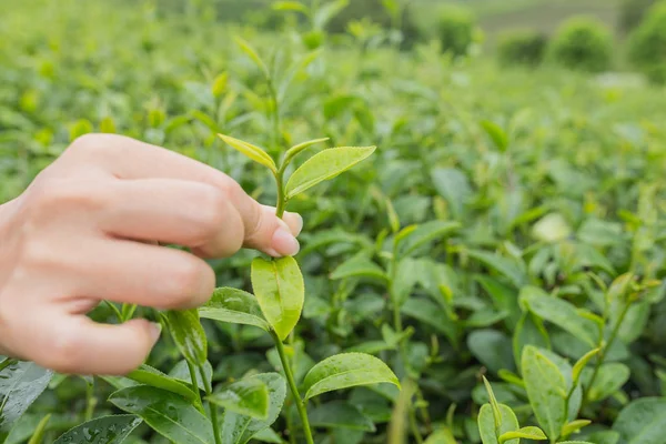 Çay yaprakları bir çay yaprağı tutan bir kadının görünümü.