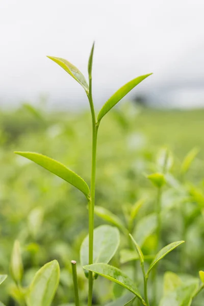 Çay, yapraklar, sürgünler ve sapları tarım ürünleridir.