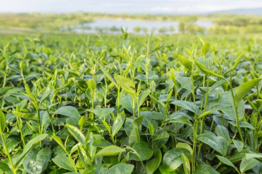Çay tarlasında yeşil çay yaprakları.