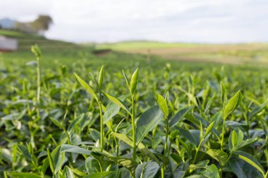Çay tarlasında yeşil çay yaprakları.