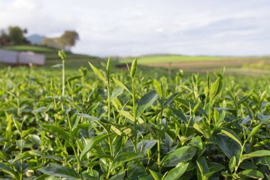 Çay tarlasında yeşil çay yaprakları.