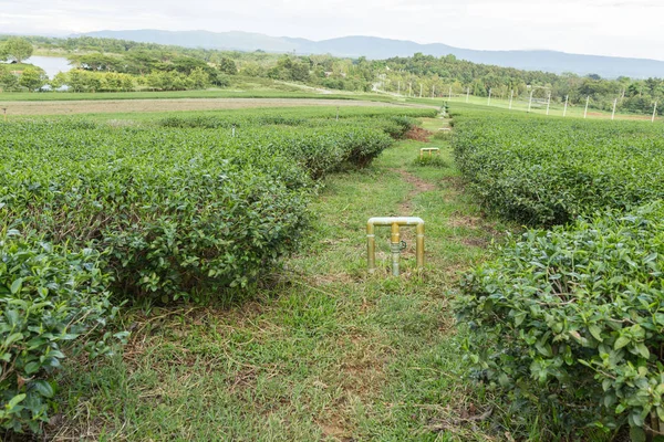Yeşil çay bahçesi, tepe yetiştiriciliği.