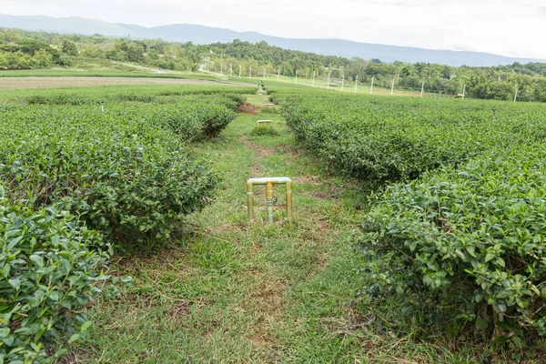 Yeşil çay bahçesi, tepe yetiştiriciliği.