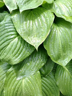 Arkaplanda büyük yeşil yapraklar