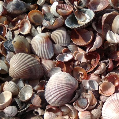 güzel deniz kabukları arka plan. Deniz kabuğu arka plan, birçok deniz kabukları yakın, yaz fotoğraf