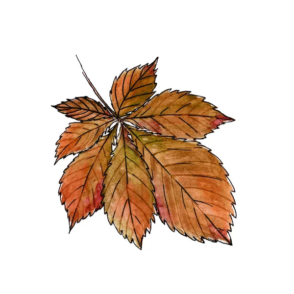 Осенний Каштановый Лист Изолирован Белом Фоне Акварельная Иллюстрация Красный Оранжевый — стоковое фото