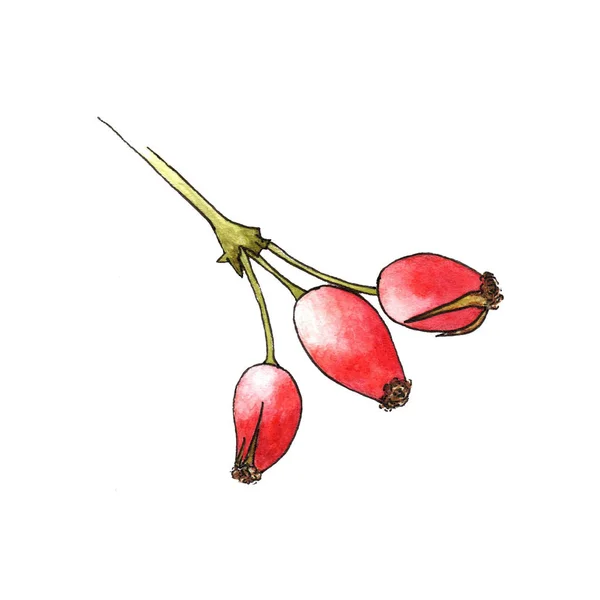 Красочная Ветвь Акварели Красными Ягодами Шиповника Белом Фоне Ручной Рисунок — стоковое фото