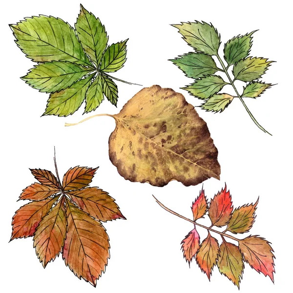 Акварельная Иллюстрация Осенних Листьев Выделенных Белом Фоне Ботаническое Искусство — стоковое фото