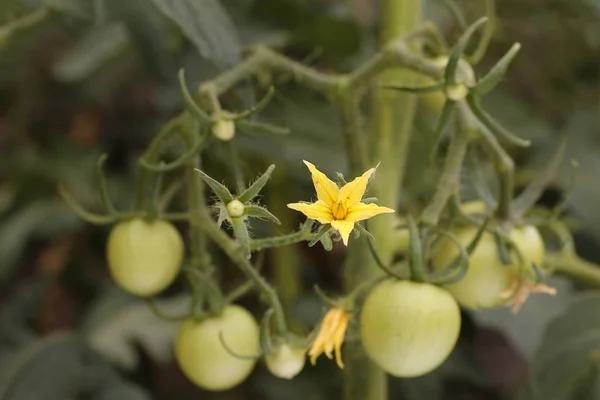 TOMATO FLOWER SURROUNDED BY TOMATOES UNDER DEVELOPMENT