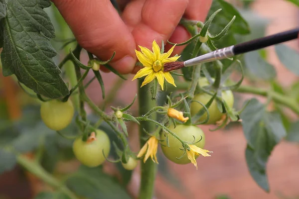 POLLINATING WITH A BRUSH TOMATOES FLOWERS