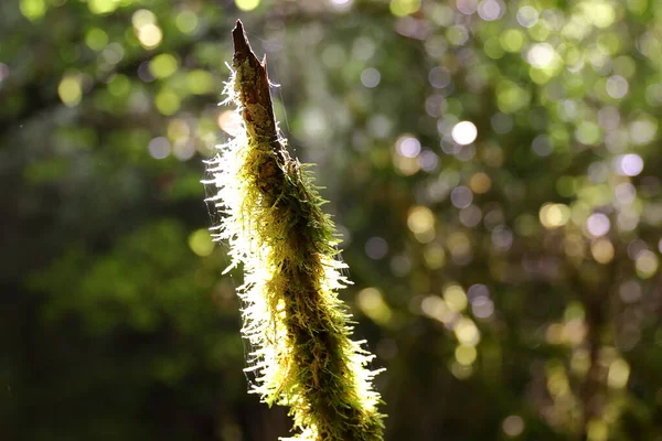 Sunbeams Illuminate Branch Tree Covered Moss — Stock Photo, Image