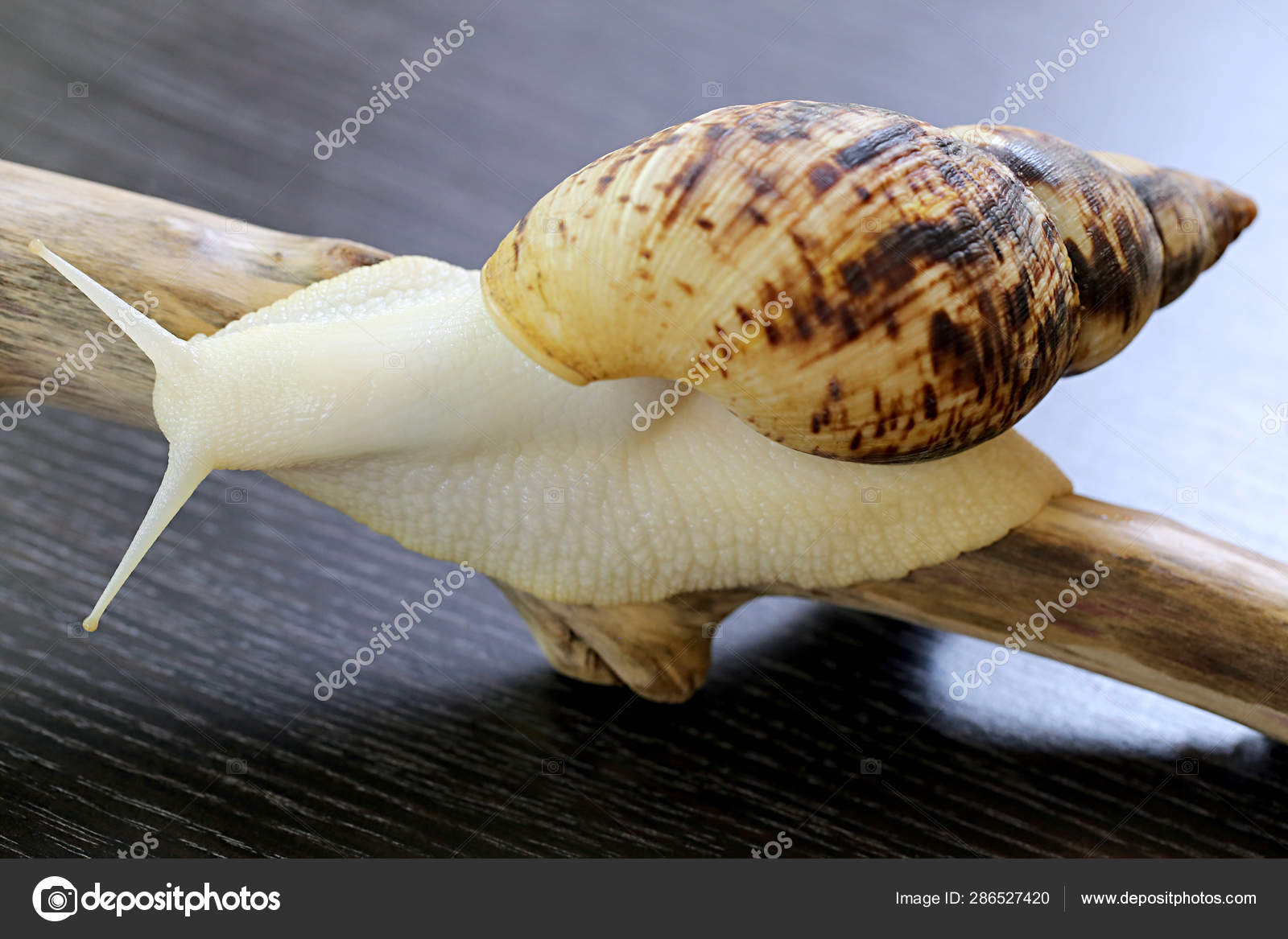 Achatina Fulica Albino Body Stock Photo By C Nataliakornilova33