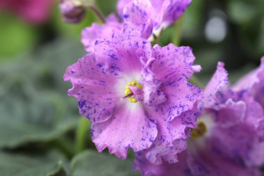 Varietal menekşe Oyuncu Spektrum