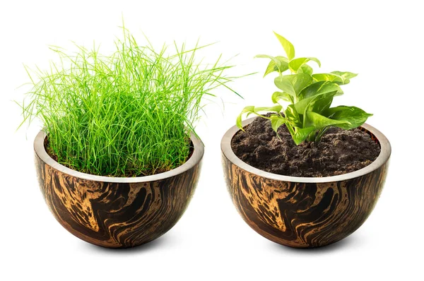 Clump Grass Green Houseplant Wooden Pot Isolated White Background — Stock Photo, Image