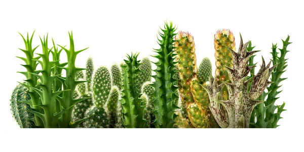 Группа Пустынных Растений Изолированных Белом Фоне — стоковое фото
