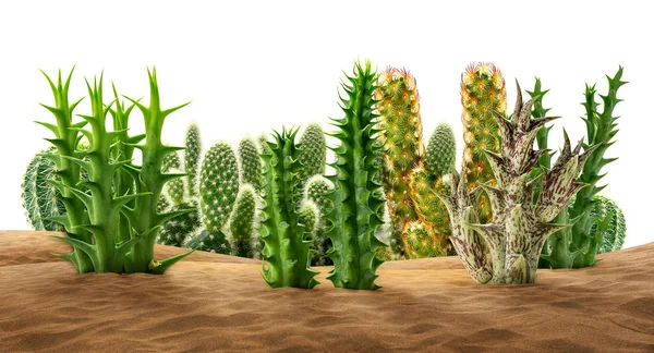 Gruppo Piante Desertiche Sabbia Isolata Fondo Bianco — Foto Stock