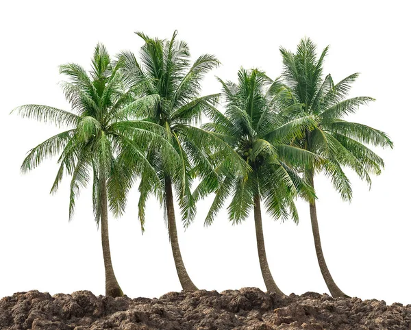 Line Van Kokosnoot Boom Gemalen Geïsoleerd Witte Achtergrond — Stockfoto