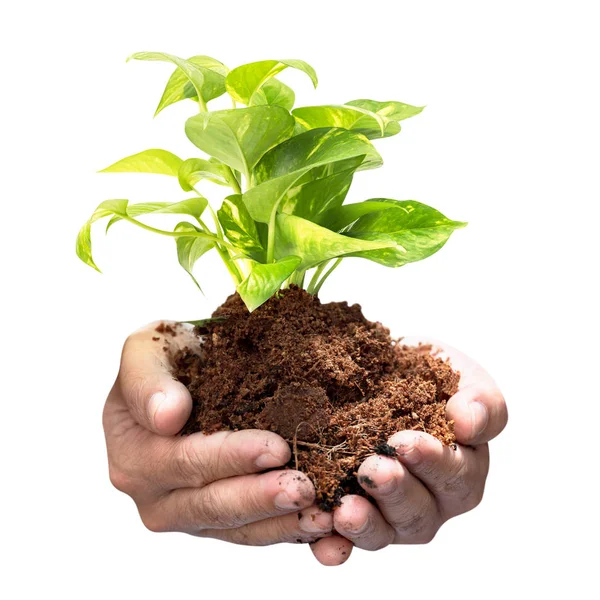 Tree Sprout Loose Soil Human Hand Concept Natural Preserve Isolated — Stock Photo, Image