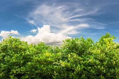 Hint inciri ağacı üzerinde mavi gökyüzü arka plan bahçe dekorasyon için