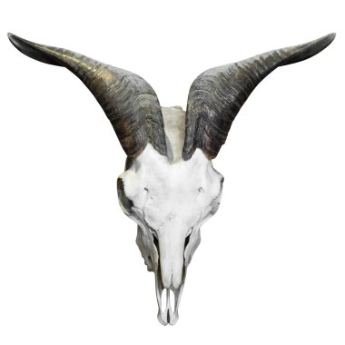 Buffalo skull kırpma yolu ile beyaz arka plan üzerinde izole dekorasyon için