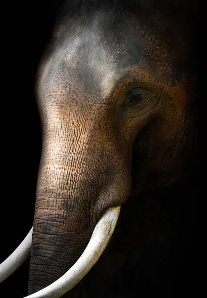 Closeup Asian Elephant Face Isolated Black Background Clipping Path — Stock Photo, Image