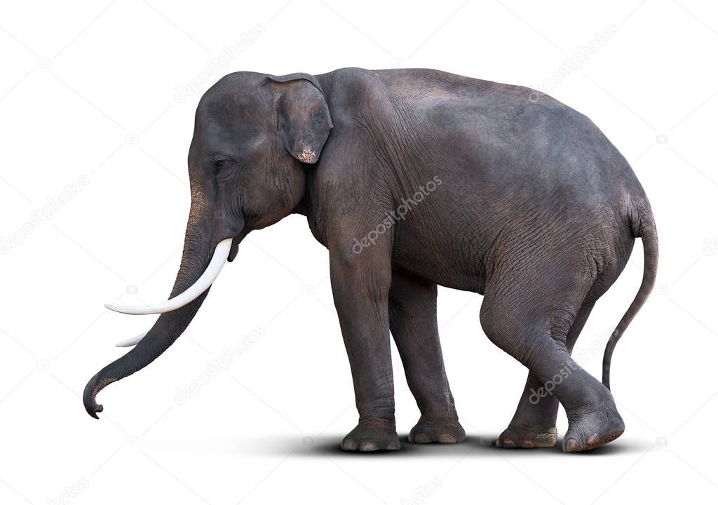 Young Asian elephant isolated on whit background with clipping path