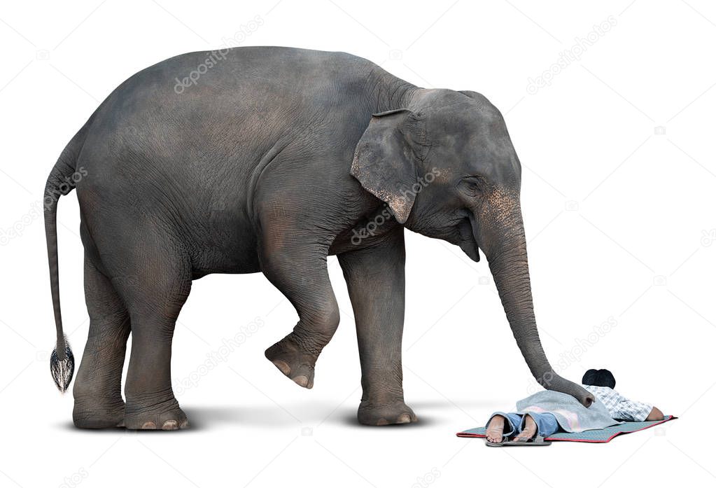 Asian elephant in the act of massage for feel ache human isolated on white background with clipping path