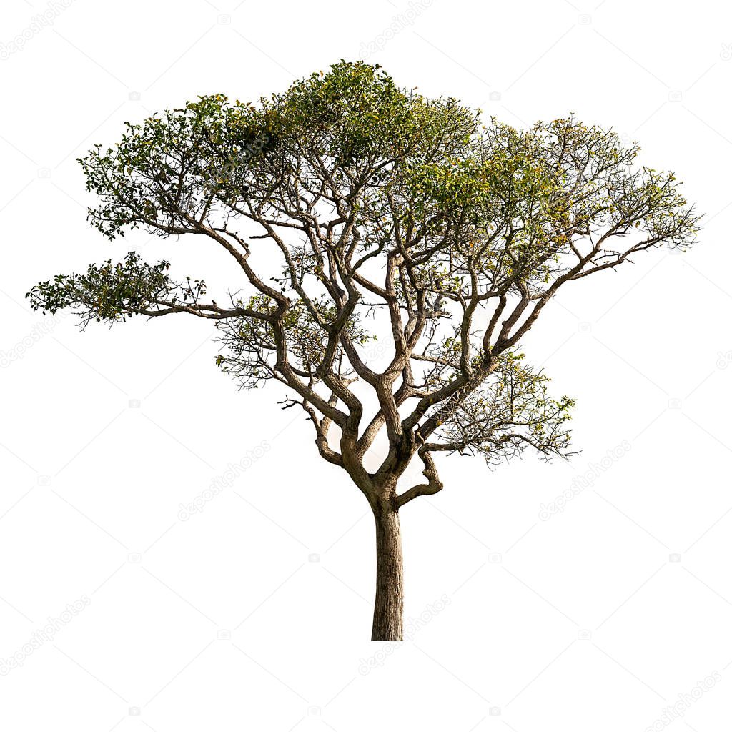 Tree isolated on white background for design material