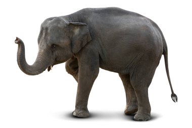 Şirin bebek izole kırpma yolu ile beyaz arka plan üzerinde Asya fili