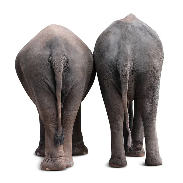 クリッピング パスと白い背景で隔離のカップル アジア象の裏側 — ストック写真