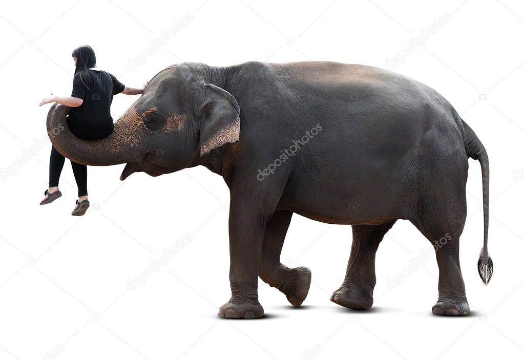 Human transportation from Asian elephant isolated on white background with clipping path
