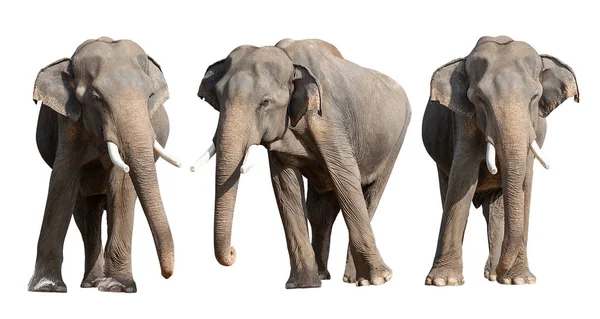 Giovane Elefante Asiatico Isolato Sfondo Whit Con Percorso Ritaglio — Foto Stock
