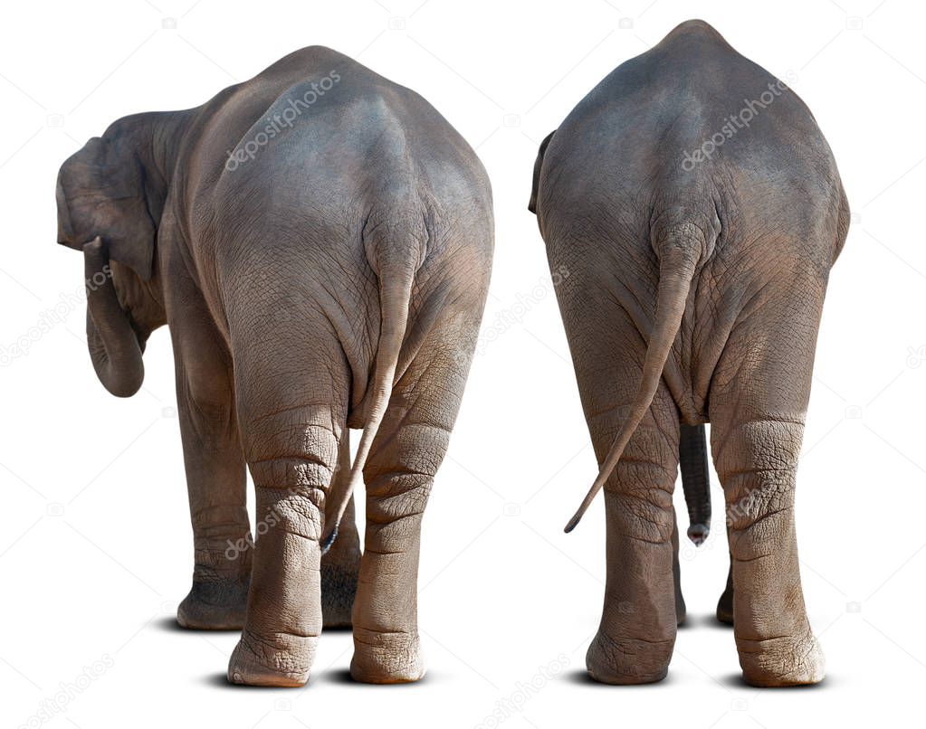 Backside of the couple Asian elephant isolated on white background with clipping path