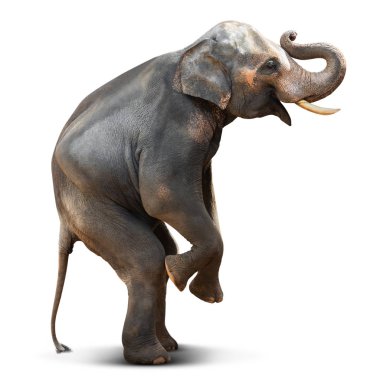 Action posture of young Asian elephant isolated on white background with clipping path clipart