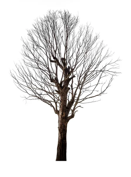 Árvore Morta Seca Isolada Sobre Fundo Branco — Fotografia de Stock