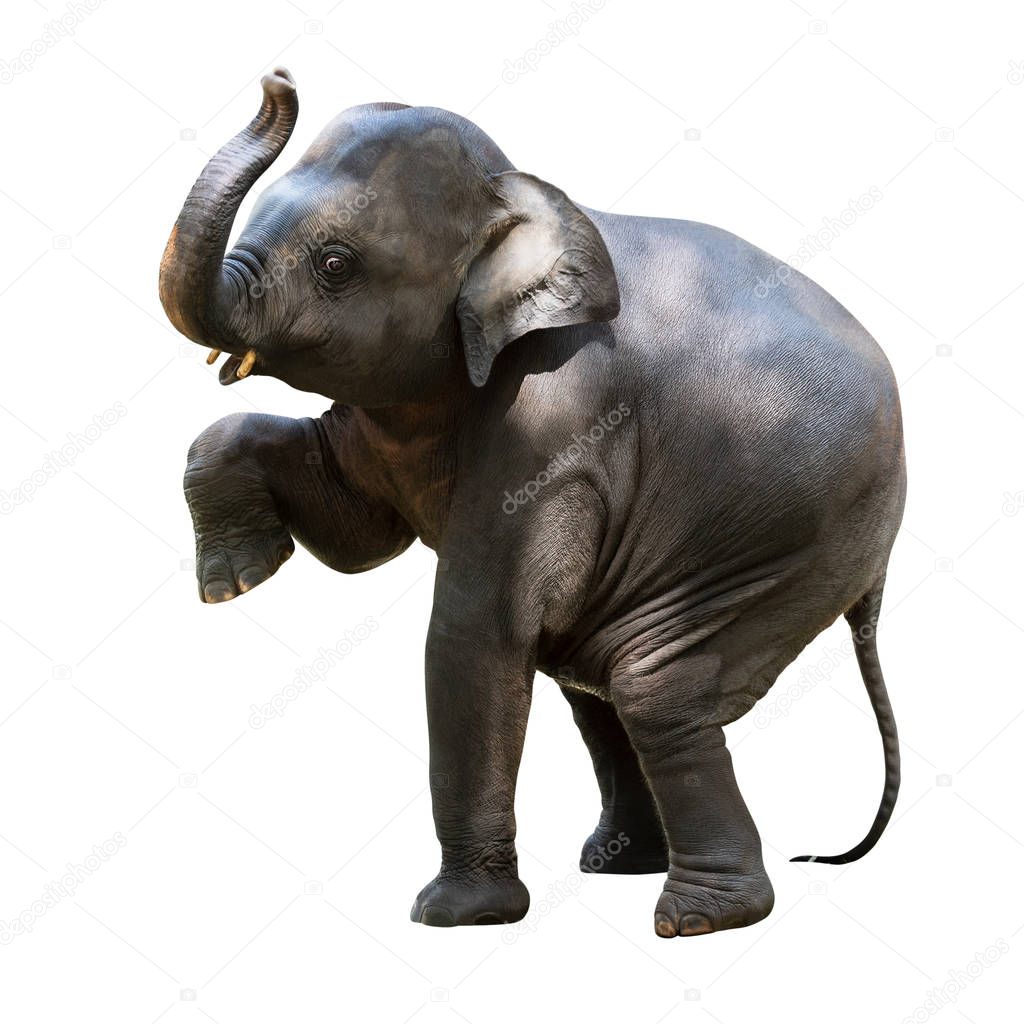 Action posture of young Asian elephant isolated on white background with clipping path