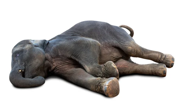 Morto Elefante Asiatico Isolato Sfondo Bianco Con Percorso Ritaglio — Foto Stock