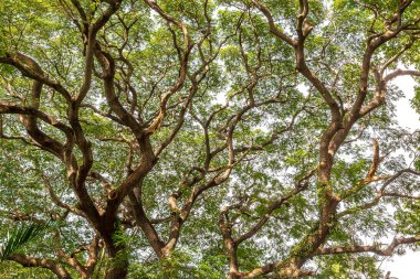 Banyan ağacı dalı doğal arka plan malzeme için yeşil yaprak şeklinde